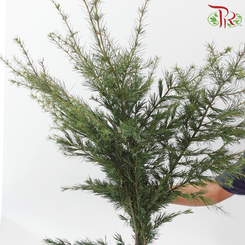 Cedar Leaf《雪松》(Per Bunch)