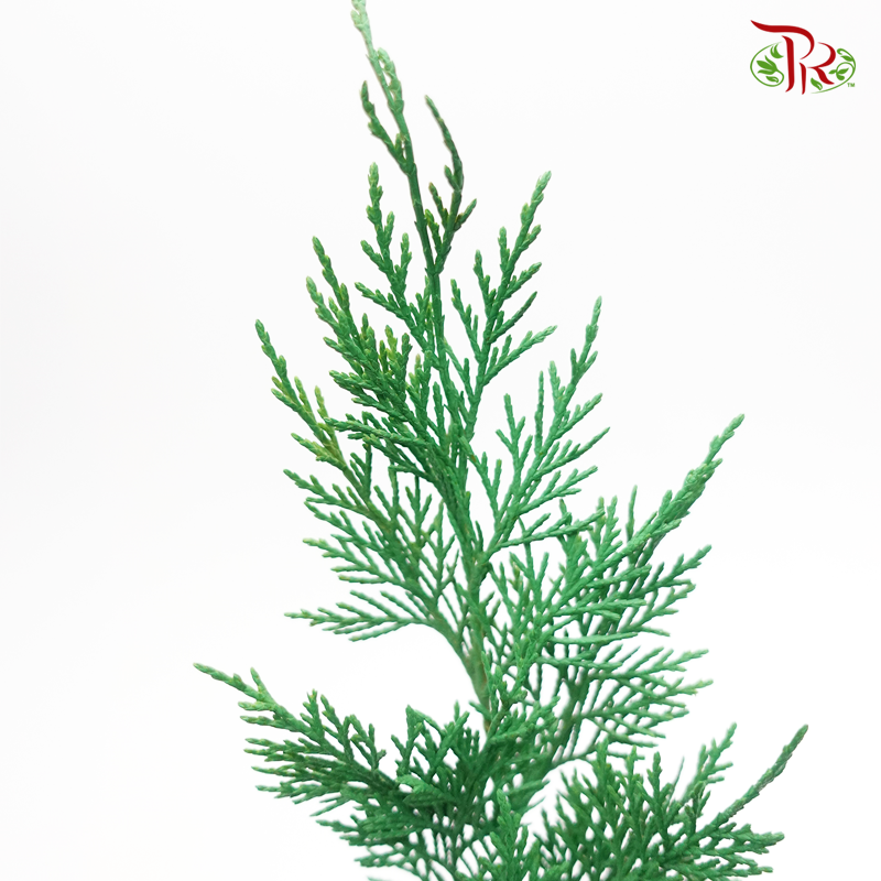 Cedar Leaf Dyed Green - (5 Stems) - Pudu Ria Florist