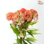 Celosia Cristata