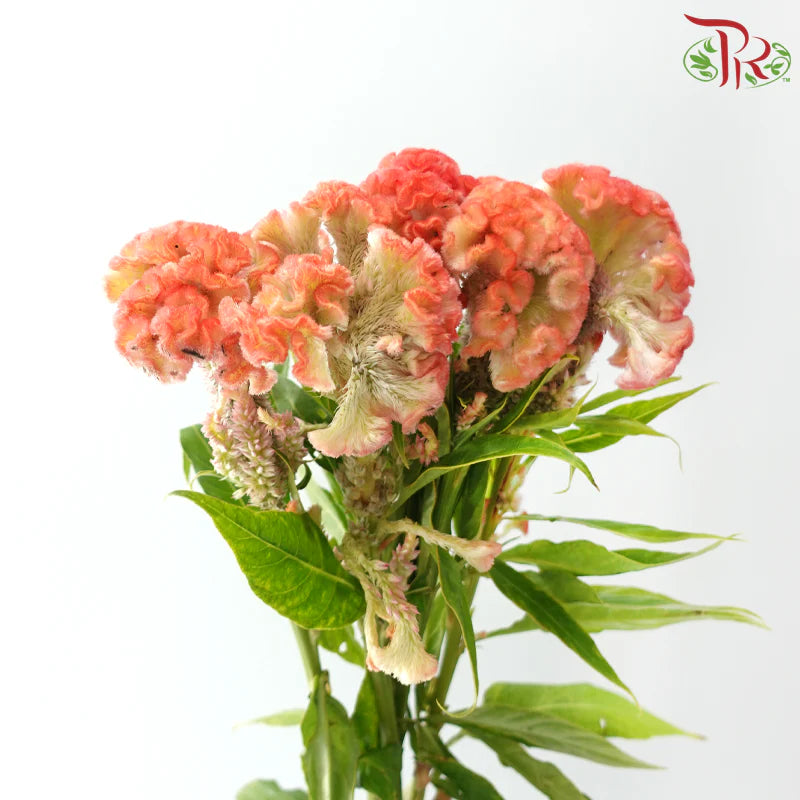 Celosia Cristata