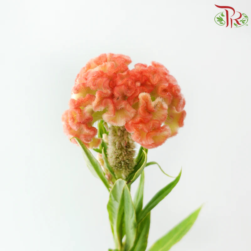 Celosia Cristata