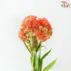 Celosia Cristata