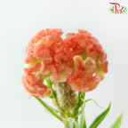 Celosia Cristata