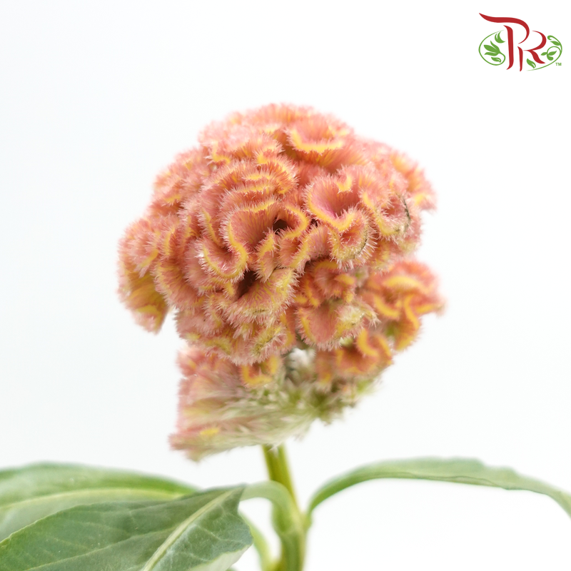 Celosia Round