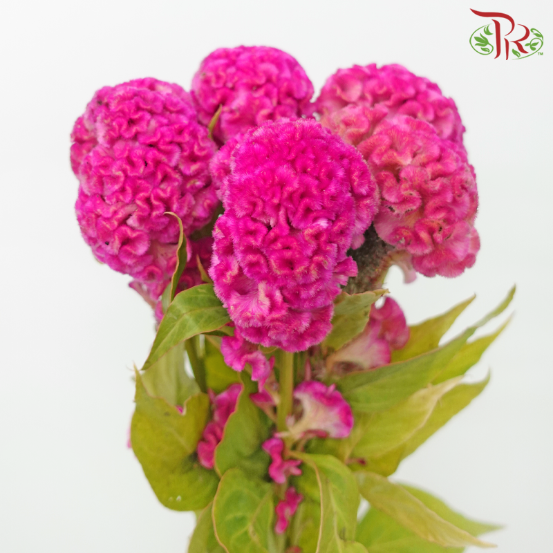 Celosia Round - Pink (5 Stems) - Pudu Ria Florist