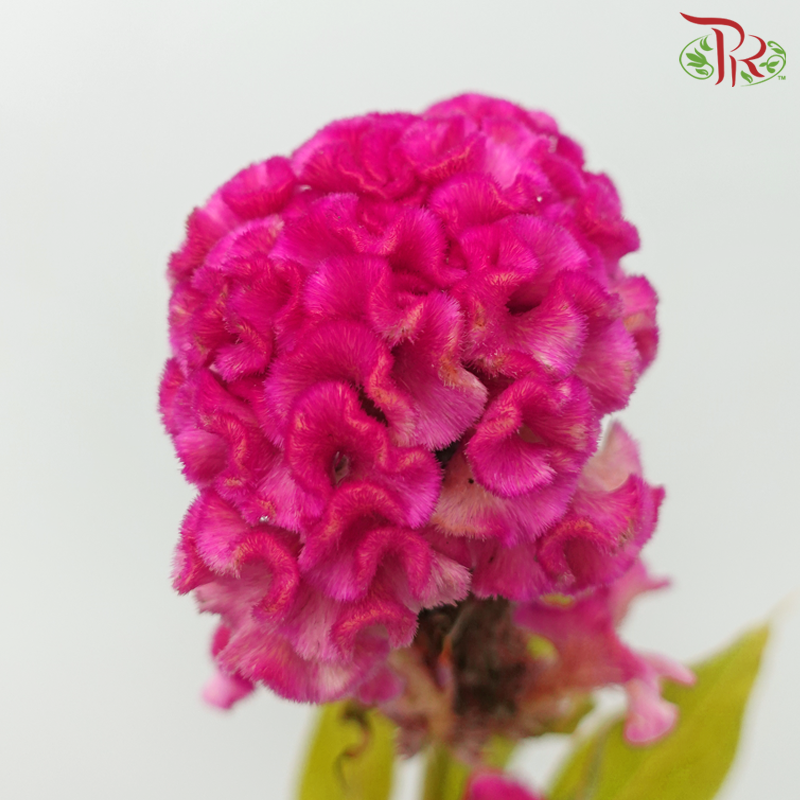 Celosia Round - Pink (5 Stems) - Pudu Ria Florist