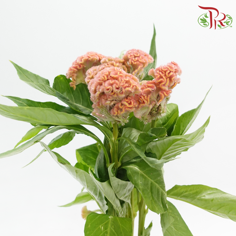 Celosia Round