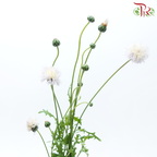 Centaurea (Cornflower)