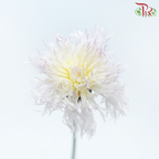Centaurea (Cornflower)