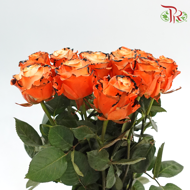 Ceres Rose Dyed Mondial