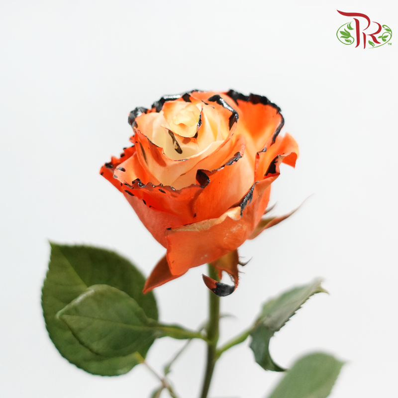Ceres Rose Dyed Mondial