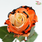 Ceres Rose Dyed Mondial