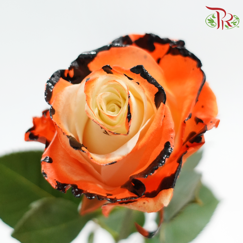 Ceres Rose Dyed Mondial