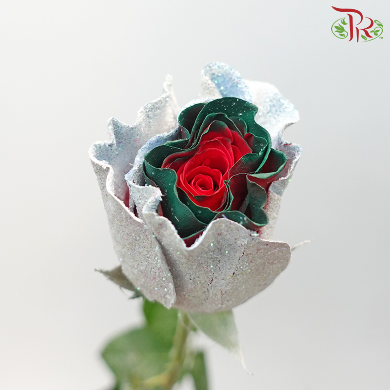 Ceres Rose - Dyed Xmas (Randomly Select) - Pudu Ria Florist