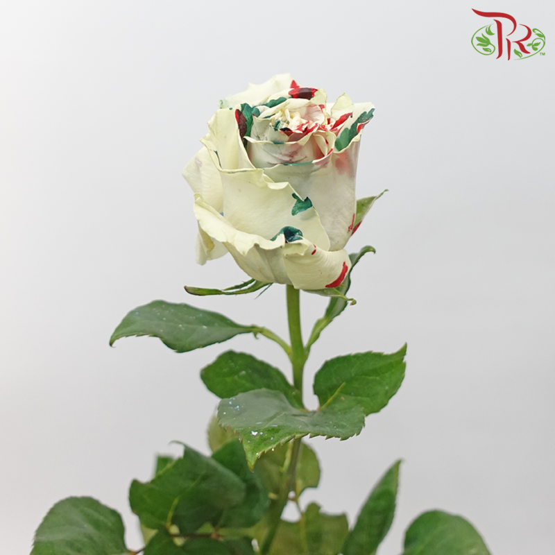 Ceres Rose - Dyed Xmas (Randomly Select) - Pudu Ria Florist