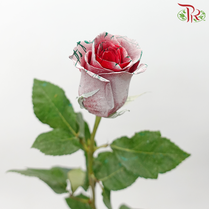 Ceres Rose - Dyed Xmas (Randomly Select) - Pudu Ria Florist