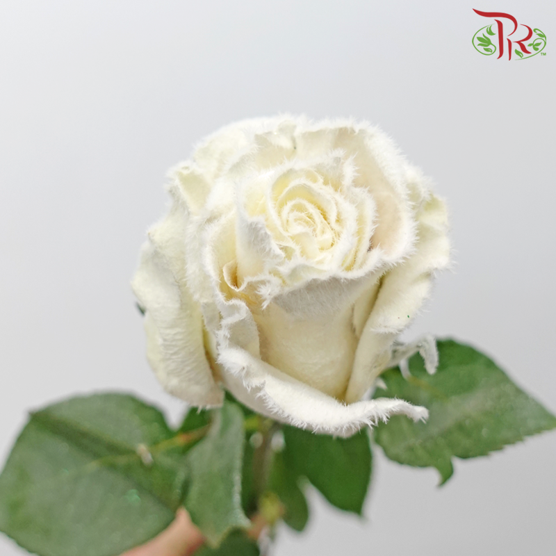 Ceres Rose - Dyed Xmas (Randomly Select) - Pudu Ria Florist