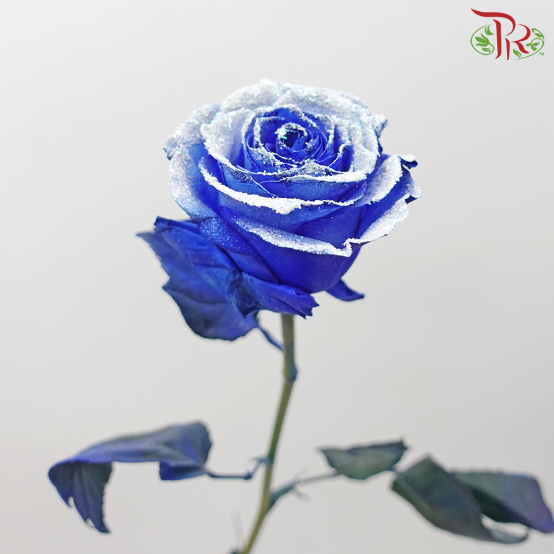 Ceres Rose - Dyed Xmas (Randomly Select) - Pudu Ria Florist