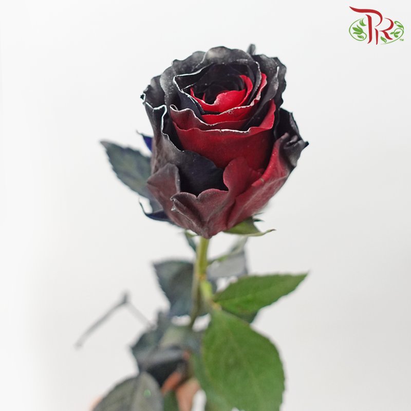 Ceres Rose - Dyed Xmas (Randomly Select) - Pudu Ria Florist