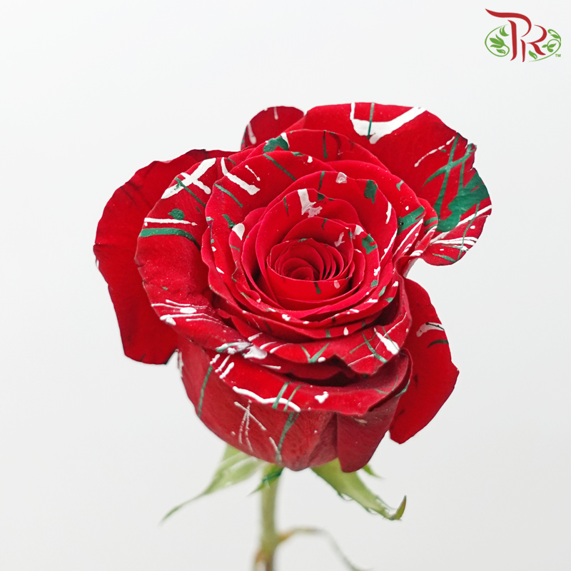 Ceres Rose - Dyed Xmas (Randomly Select) - Pudu Ria Florist