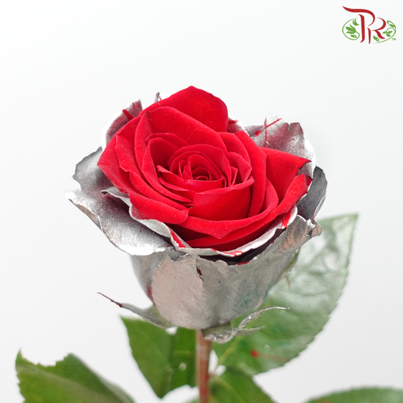 Ceres Rose - Dyed Xmas (Randomly Select) - Pudu Ria Florist