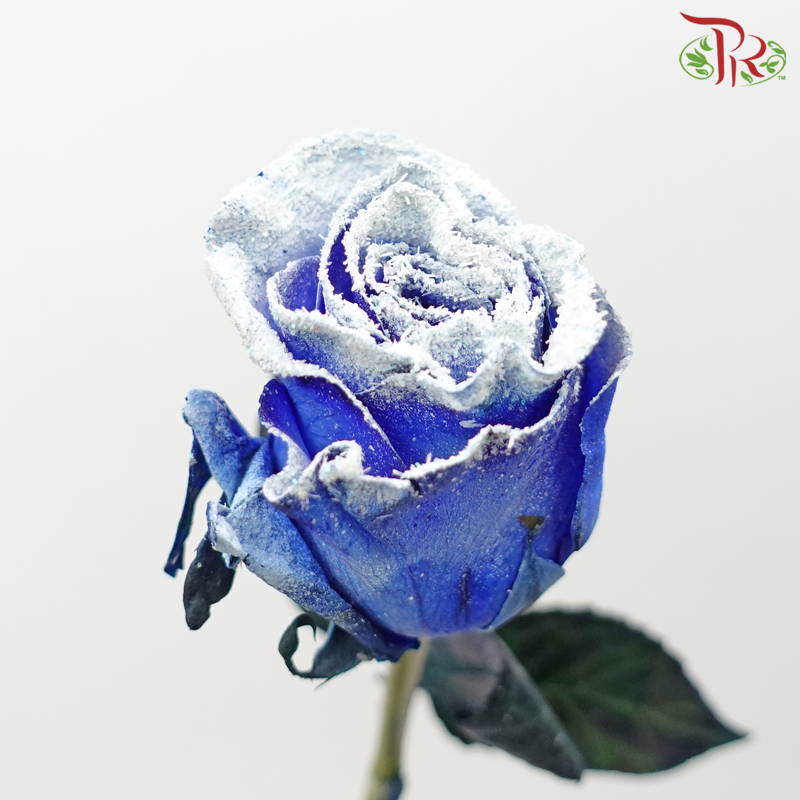 Ceres Rose - Dyed Xmas (Randomly Select) - Pudu Ria Florist