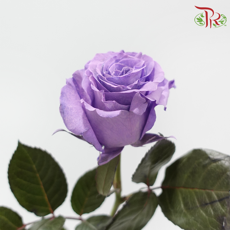 Ceres Rose Dyed Mondial