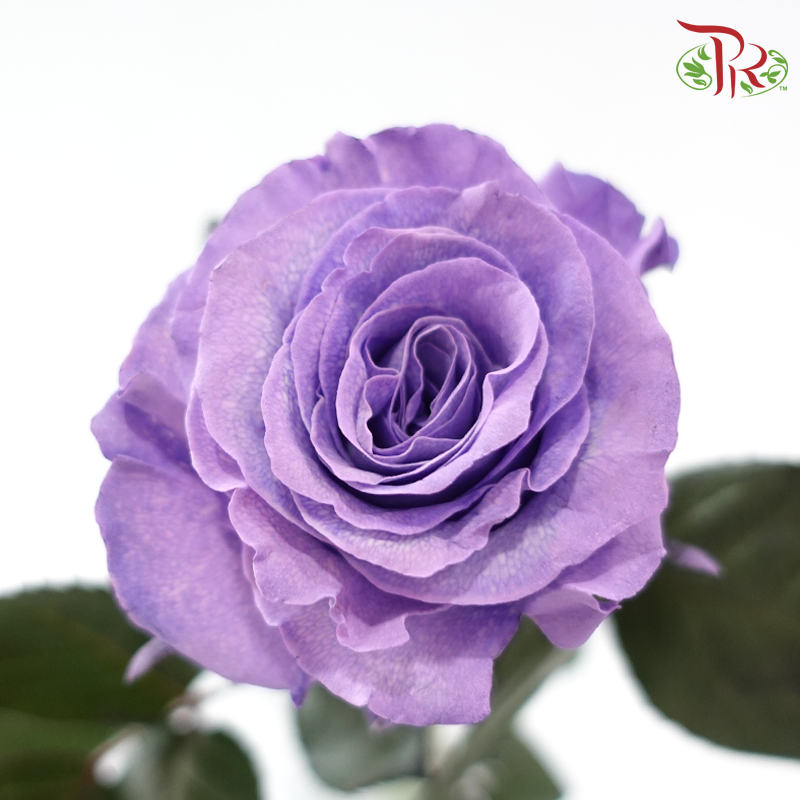 Ceres Rose Dyed Mondial
