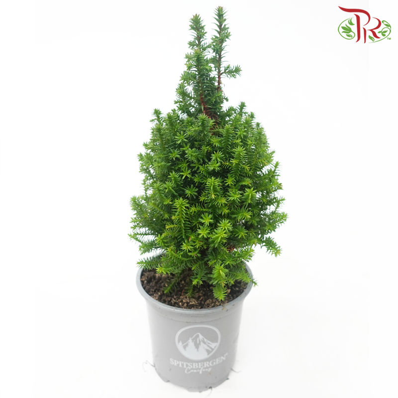 Chamaecyparis Thyoides Spitsbergen《美国尖叶扁柏》 - Pudu Ria Florist