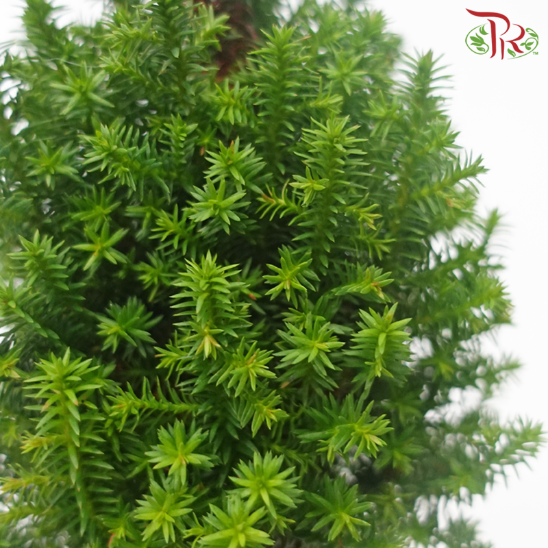 Chamaecyparis Thyoides Spitsbergen《美国尖叶扁柏》 - Pudu Ria Florist