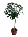 Schefflera Green (1mOH) T09