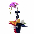 Merdeka In Bloom 2026 (Random Color)
