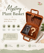 Mystery Plant Box