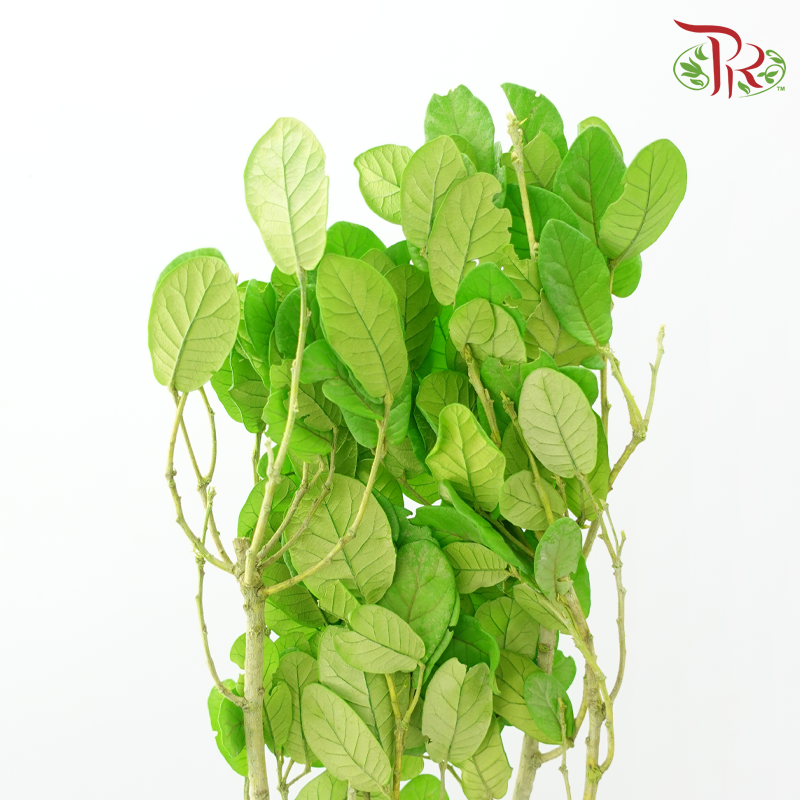 Dry Chestnut Leaf