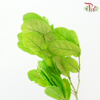 Dry Chestnut Leaf