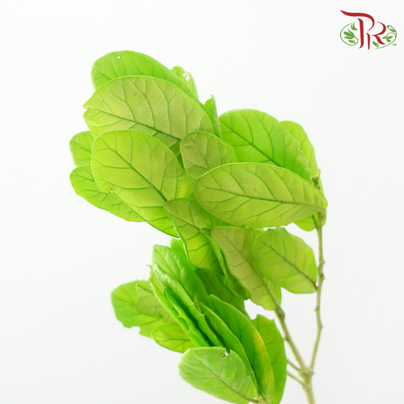 Dry Chestnut Leaf