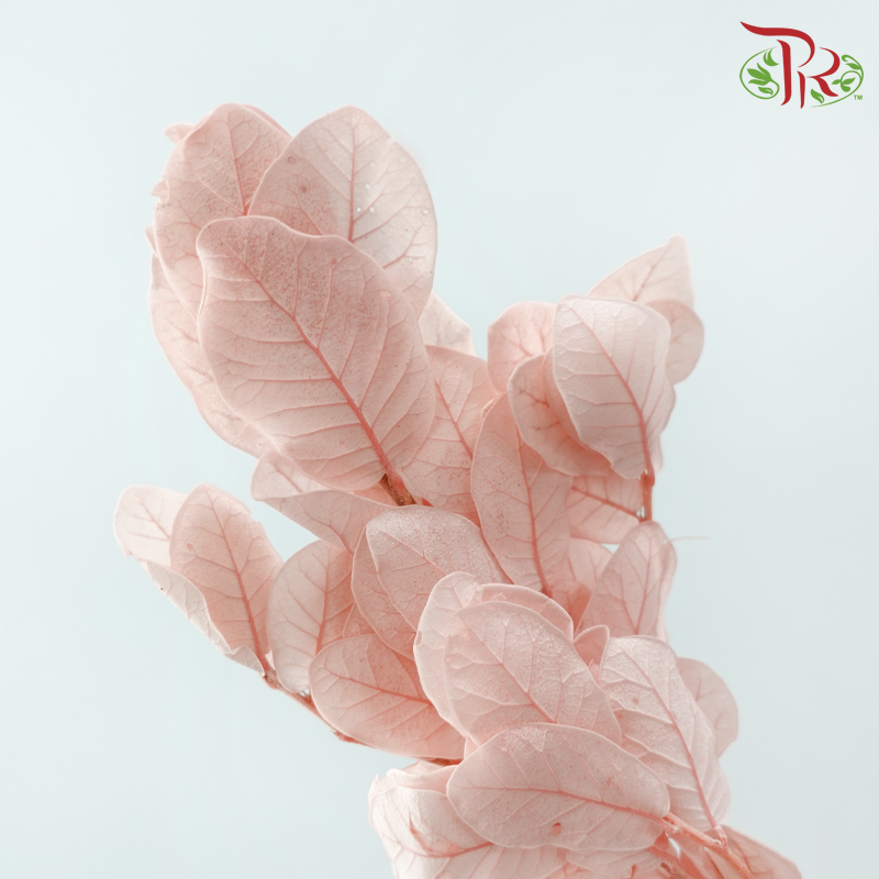Dry Chestnut Leaf