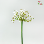 Chive Flower