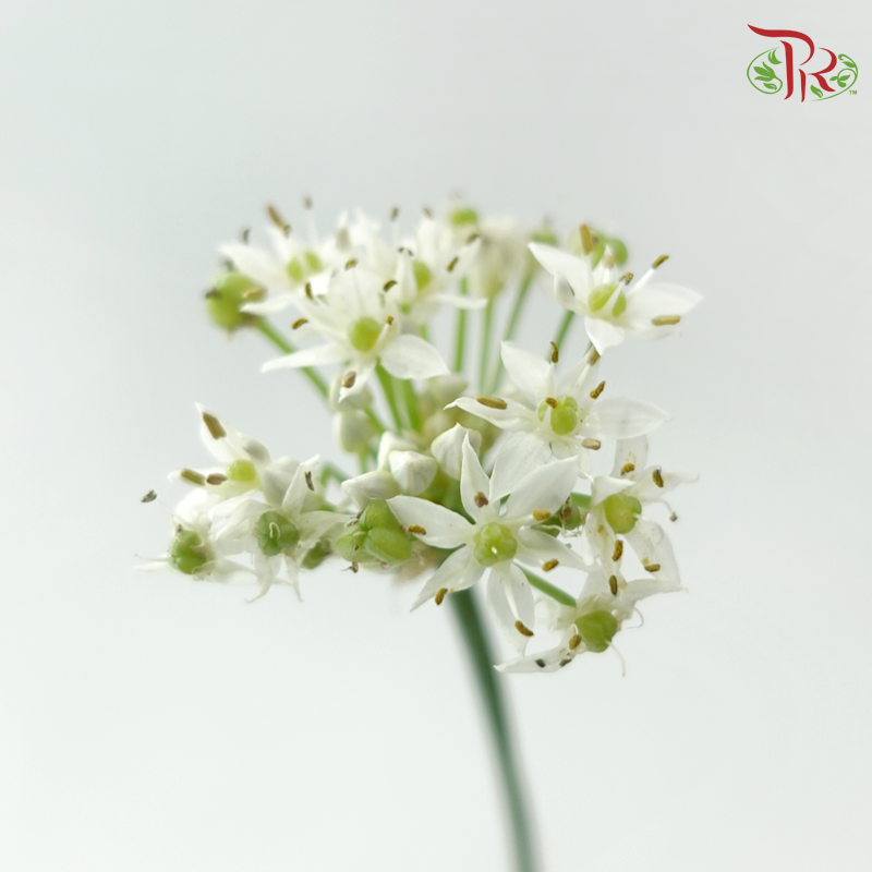 Chive Flower