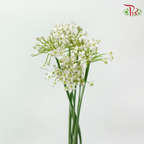 Chive Flower