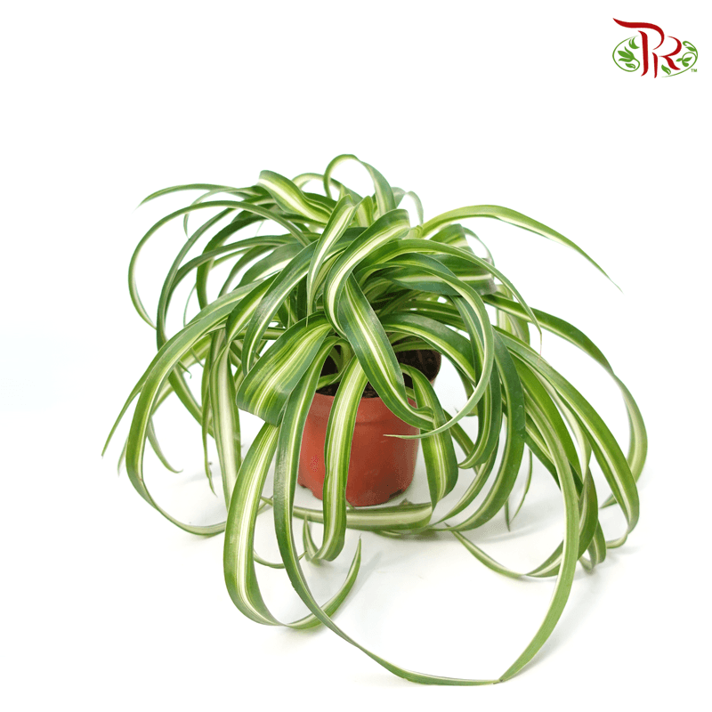 Chlorophytum Bonnie Variegated (Curly) 《邦妮吊兰》 - Pudu Ria Florist
