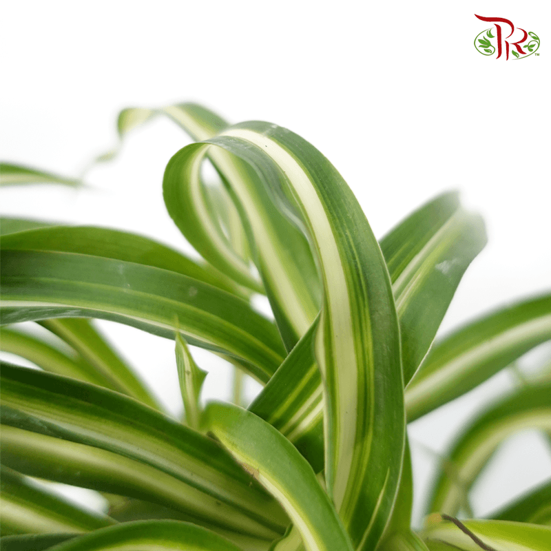 Chlorophytum Bonnie Variegated (Curly) 《邦妮吊兰》 - Pudu Ria Florist