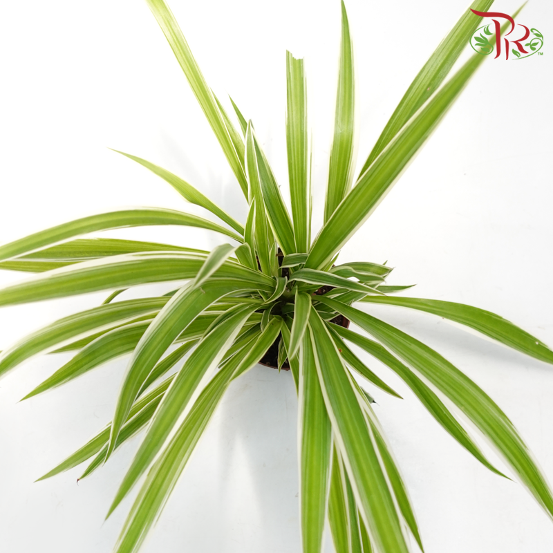 Chlorophytum Comosum (Spider Plant)《吊兰》