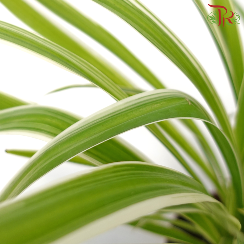 Chlorophytum Comosum (Spider Plant)《吊兰》