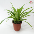 Chlorophytum Lemon P120《吊兰》