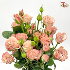 Rose Spray - Cappuccino (10 Stems) - Pudu Ria Florist