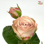 Rose Spray - Cappuccino (10 Stems) - Pudu Ria Florist
