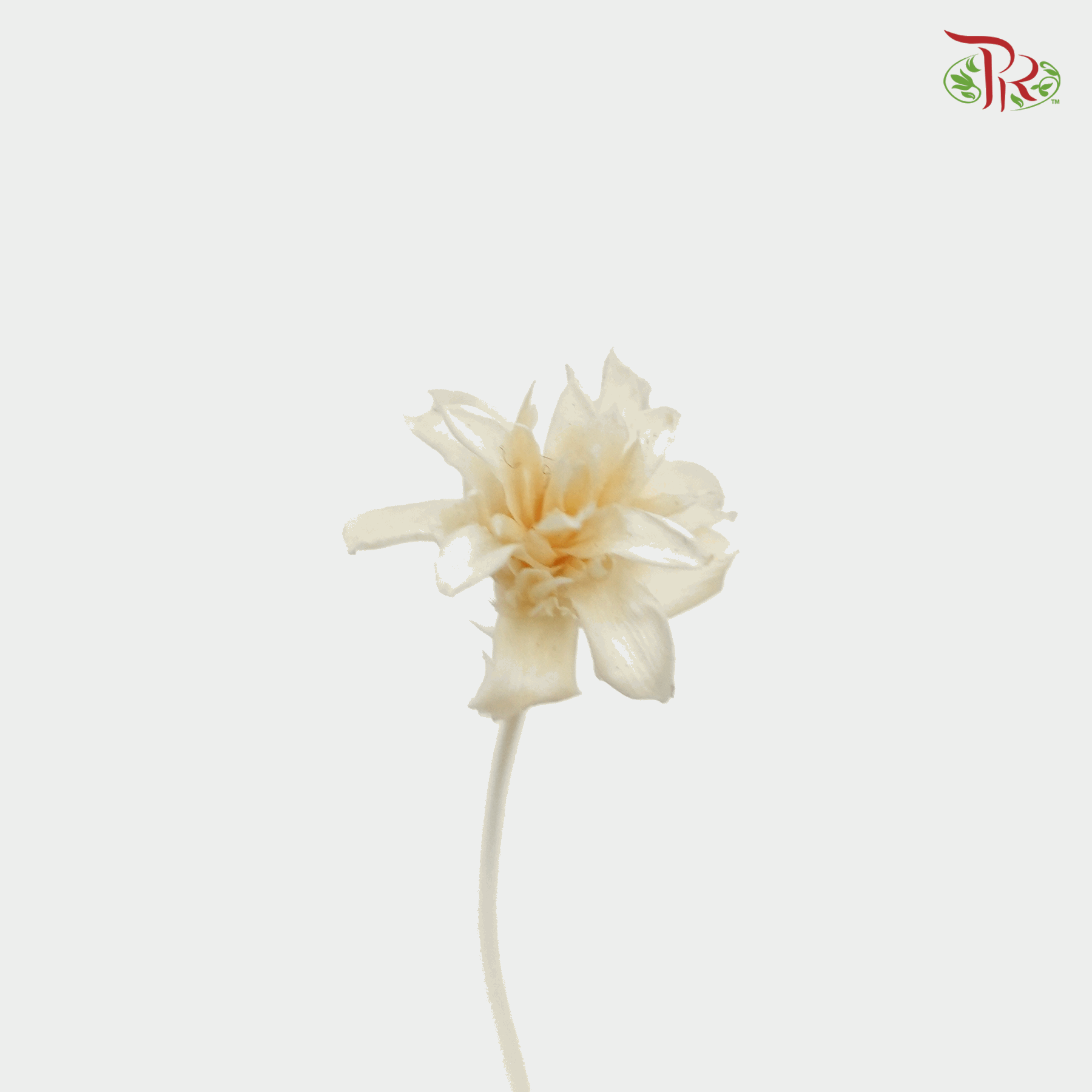 Dried Xiaoshan Flower - Bleached (2 Stems)
