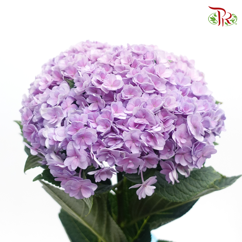 Hydrangea Double Petals - Lilac (Per Stem) - Pudu Ria Florist