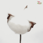 Artificial Cotton Flower - White (10 Stems)